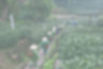 Tea Pickers